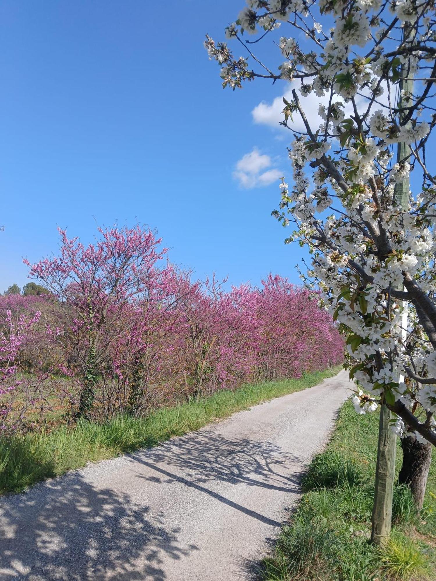 Des Arnoux Dans La Vigne Draguignan